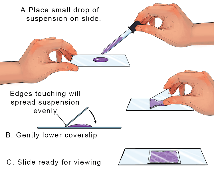 a thin, flat piece of glass used to hold a specimen for examination under a microscope